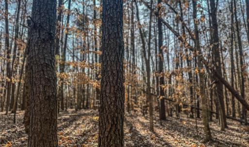 Photo #12 of TBD CARTER RD, SCHUYLER, VA 21.0 acres