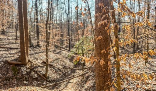 Photo #9 of TBD CARTER RD, SCHUYLER, VA 21.0 acres
