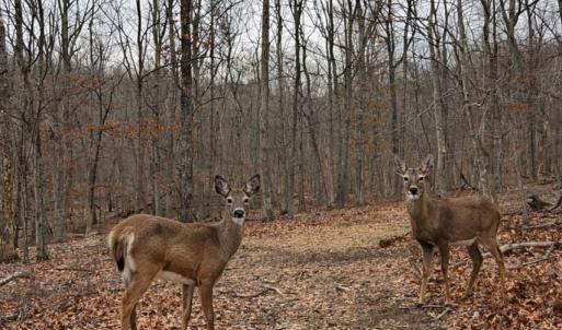 Photo #6 of TBD BEN LYONS LN, LYNDHURST, VA 5.7 acres