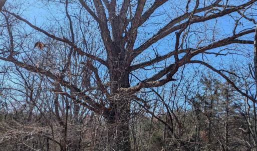 Photo #14 of GOLDFINCH CT, SCOTTSVILLE, VA 6.8 acres