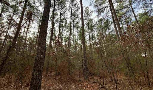 Photo #17 of GREEN SPRING RD, LOUISA, VA 246.0 acres