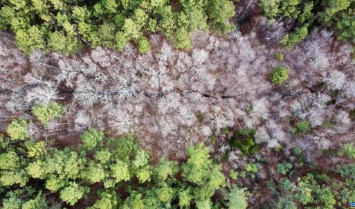 Photo #16 of GREEN SPRING RD, LOUISA, VA 246.0 acres