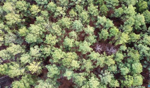 Photo #12 of GREEN SPRING RD, LOUISA, VA 246.0 acres