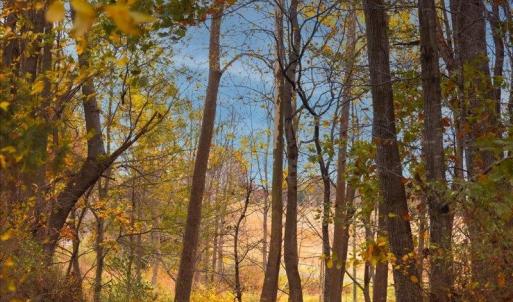 Photo #14 of TBD OLD B AND O RD, RAPHINE, VA 67.6 acres