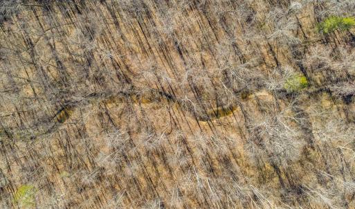 Photo #9 of 12145 CONSTITUTION RTE, SCOTTSVILLE, VA 227.6 acres