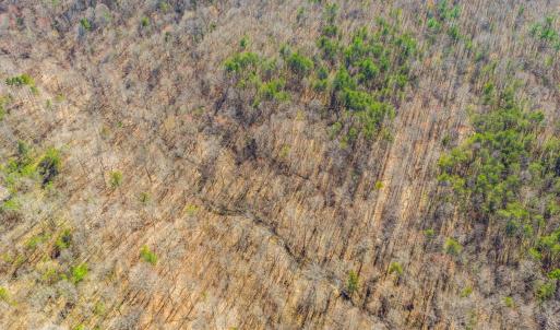 Photo #8 of 12145 CONSTITUTION RTE, SCOTTSVILLE, VA 227.6 acres