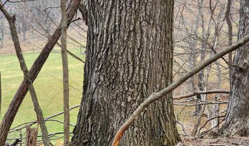 Photo #3 of TBD JACK MOUNTAIN RD, DOE HILL, VA 33.8 acres