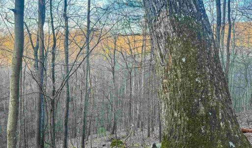 Photo #21 of 4358 DEERFIELD VALLEY RD, DEERFIELD, VA 21.5 acres