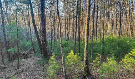 Photo #13 of 4358 DEERFIELD VALLEY RD, DEERFIELD, VA 21.5 acres