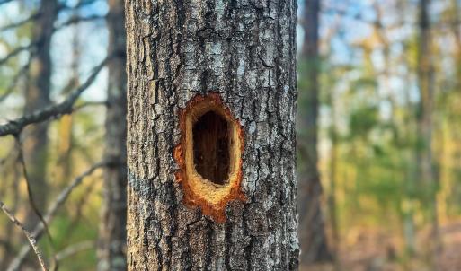 Photo #17 of 4358 DEERFIELD VALLEY RD, DEERFIELD, VA 21.5 acres