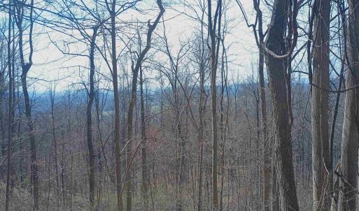 Photo #7 of 1215 BATTERY HILL LN, TYRO, VA 37.1 acres