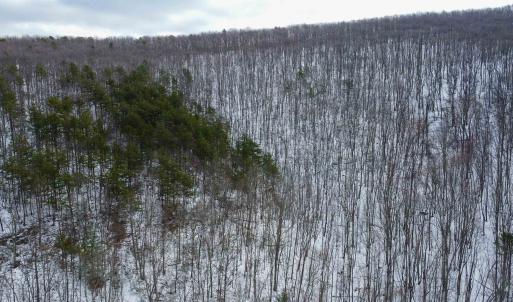 Photo #13 of TBD CUBBAGE HOLLOW RD, STANLEY, VA 40.6 acres