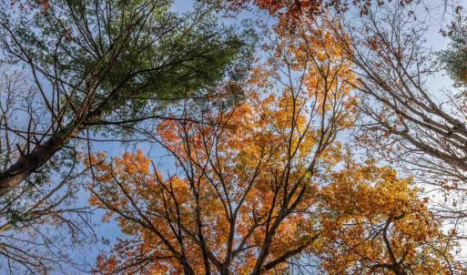 Photo #14 of TBD PLUM TREE DRAFT RD, CHURCHVILLE, VA 3.4 acres