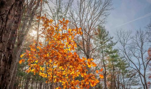 Photo #11 of TBD PLUM TREE DRAFT RD, CHURCHVILLE, VA 3.4 acres