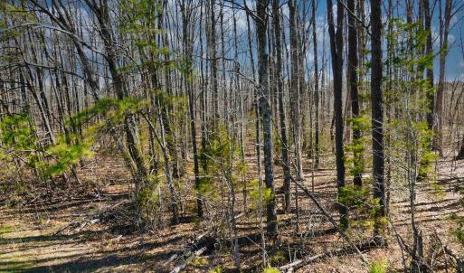 Photo #9 of 19075 CHILESBURG RD, BEAVERDAM, VA 21.6 acres