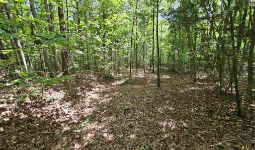 Photo #32 of 100 Ac JAMES ANDERSON HWY, GLADSTONE, VA 100.0 acres