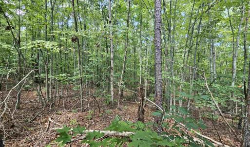 Photo #5 of 100 Ac JAMES ANDERSON HWY, GLADSTONE, VA 100.0 acres