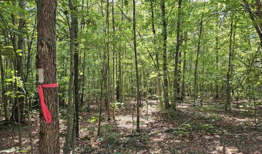 Photo #20 of 100 Ac JAMES ANDERSON HWY, GLADSTONE, VA 100.0 acres