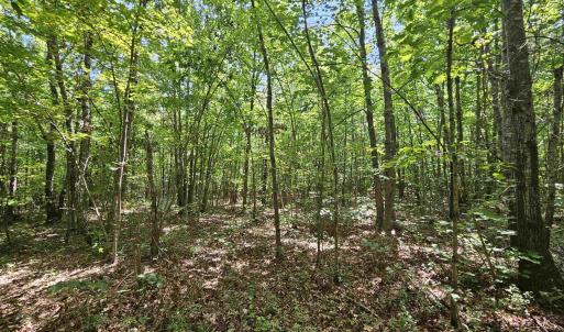 Photo #19 of 100 Ac JAMES ANDERSON HWY, GLADSTONE, VA 100.0 acres