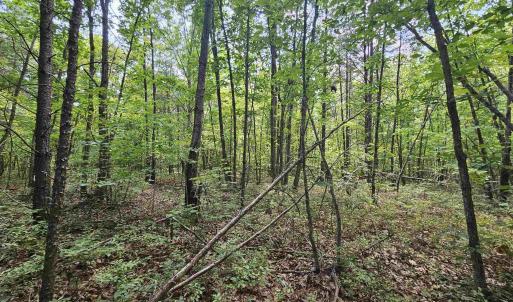 Photo #20 of 100 Ac JAMES ANDERSON HWY, GLADSTONE, VA 100.0 acres