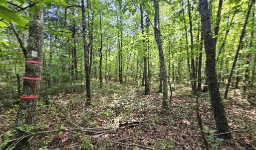 Photo #21 of 100 Ac JAMES ANDERSON HWY, GLADSTONE, VA 100.0 acres