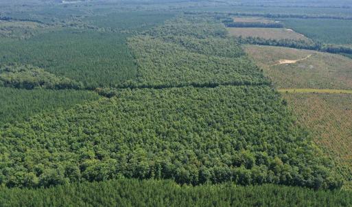 Photo #54 of 100 Ac JAMES ANDERSON HWY, GLADSTONE, VA 100.0 acres