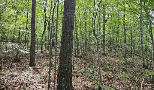 Photo #13 of 100 Ac JAMES ANDERSON HWY, GLADSTONE, VA 100.0 acres