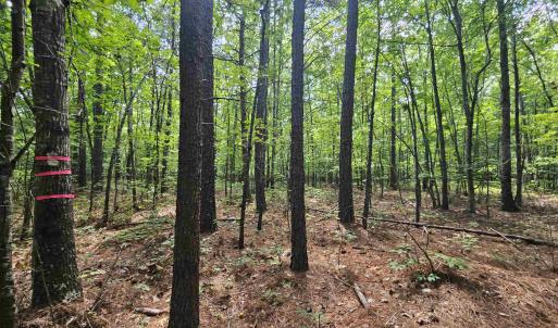 Photo #16 of 100 Ac JAMES ANDERSON HWY, GLADSTONE, VA 100.0 acres