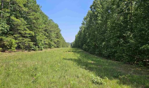 Photo #6 of 100 Ac JAMES ANDERSON HWY, GLADSTONE, VA 100.0 acres