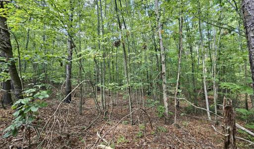 Photo #10 of 100 Ac JAMES ANDERSON HWY, GLADSTONE, VA 100.0 acres