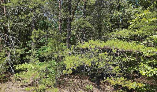 Photo #8 of 100 Ac JAMES ANDERSON HWY, GLADSTONE, VA 100.0 acres