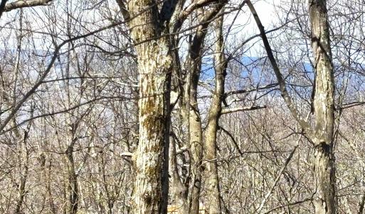 Photo #7 of 433 LAUREL SPRINGS DR, WINTERGREEN RESORT, VA 0.5 acres