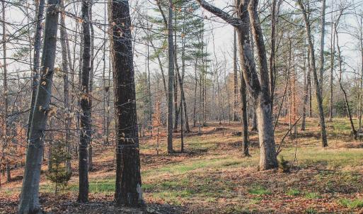 Photo #46 of 42 SHADWELL RD, KESWICK, VA 42.1 acres