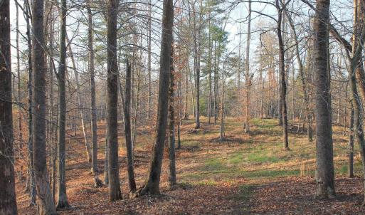Photo #42 of 42 SHADWELL RD, KESWICK, VA 42.1 acres