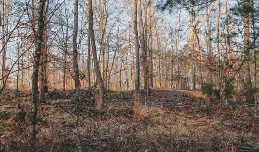 Photo #48 of 42 SHADWELL RD, KESWICK, VA 42.1 acres