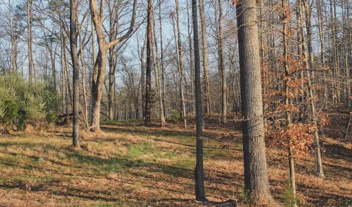 Photo #55 of 42 SHADWELL RD, KESWICK, VA 42.1 acres