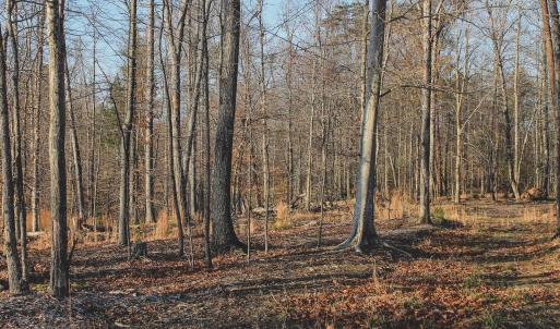 Photo #68 of 42 SHADWELL RD, KESWICK, VA 42.1 acres
