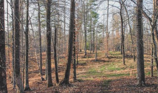 Photo #45 of 42 SHADWELL RD, KESWICK, VA 42.1 acres