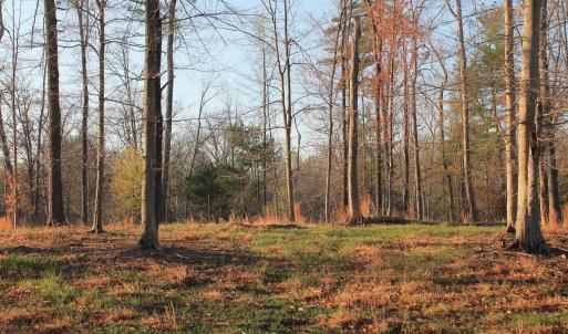 Photo #43 of 42 SHADWELL RD, KESWICK, VA 42.1 acres