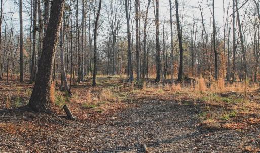 Photo #67 of 42 SHADWELL RD, KESWICK, VA 42.1 acres