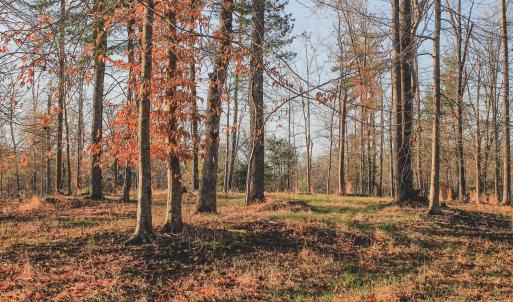 Photo #53 of 42 SHADWELL RD, KESWICK, VA 42.1 acres