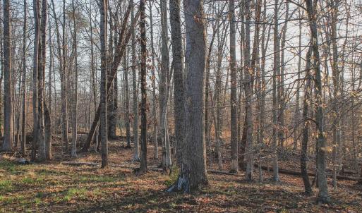 Photo #52 of 42 SHADWELL RD, KESWICK, VA 42.1 acres