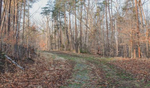 Photo #31 of 42 SHADWELL RD, KESWICK, VA 42.1 acres