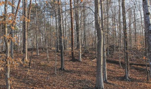 Photo #58 of 42 SHADWELL RD, KESWICK, VA 42.1 acres