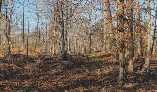 Photo #71 of 42 SHADWELL RD, KESWICK, VA 42.1 acres
