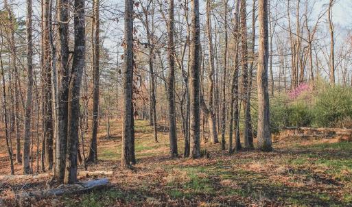 Photo #44 of 42 SHADWELL RD, KESWICK, VA 42.1 acres