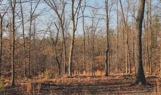 Photo #69 of 42 SHADWELL RD, KESWICK, VA 42.1 acres
