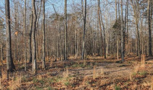Photo #70 of 42 SHADWELL RD, KESWICK, VA 42.1 acres