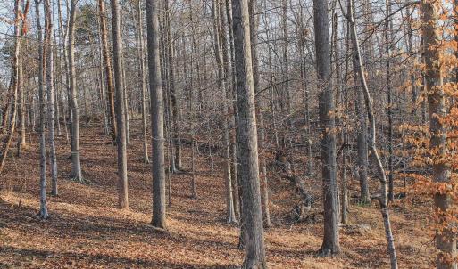 Photo #57 of 42 SHADWELL RD, KESWICK, VA 42.1 acres