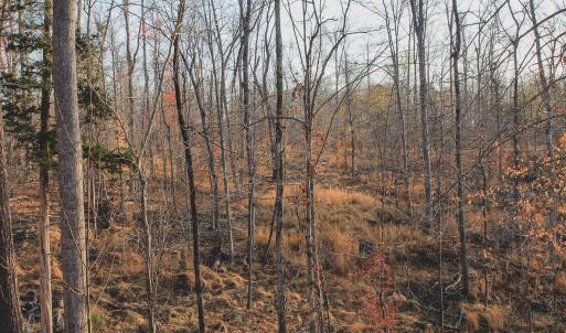 Photo #56 of 42 SHADWELL RD, KESWICK, VA 42.1 acres